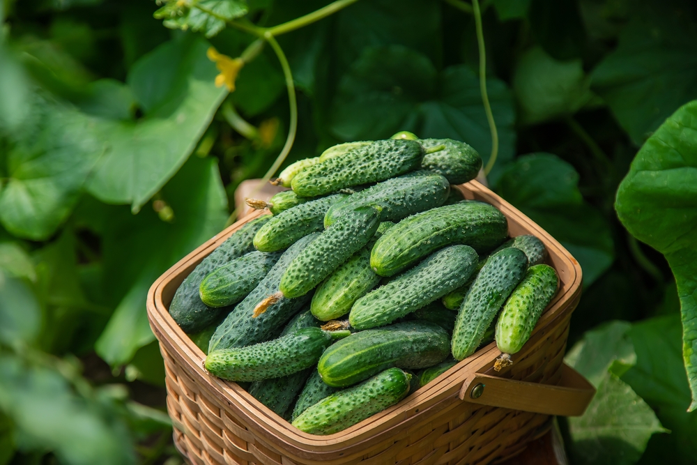 cucumbers_healthy The Health Benefits of Cucumbers: Why This Crisp Veggie Should Be a Staple in Your Diet