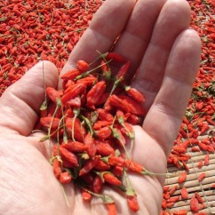 closeup_chris_handful_of_dried_goji_berries_684.jpg